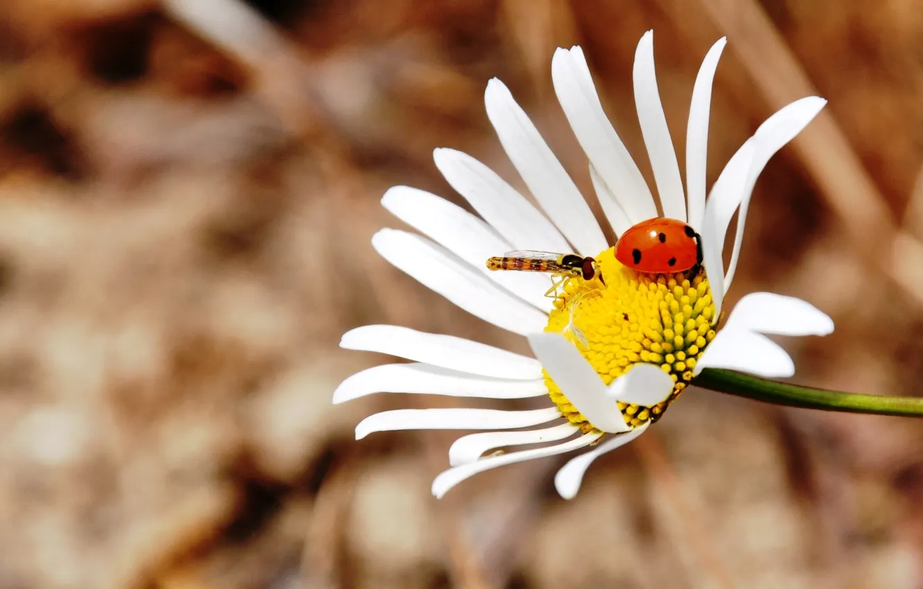 Photo wallpaper flower, ladybug, dragonfly, Daisy