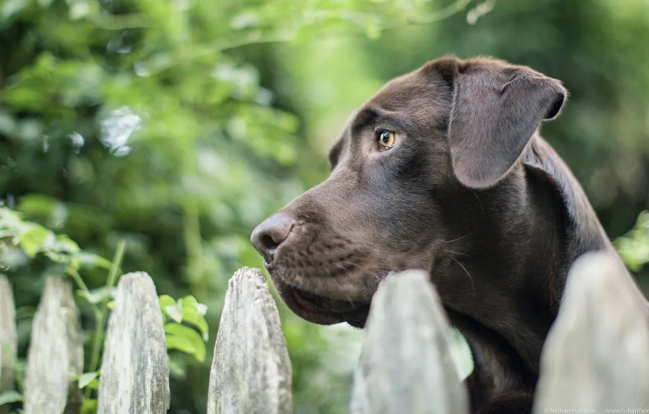 Photo wallpaper look, each, dog