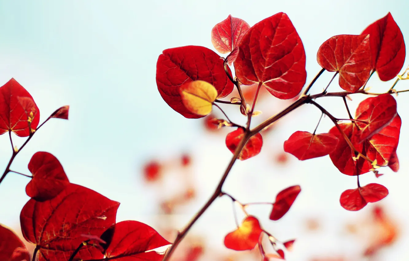 Photo wallpaper leaves, branches, red