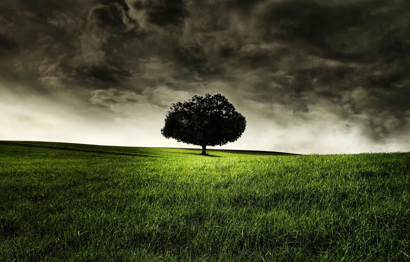 Photo wallpaper grass, trees, nature, loneliness, photo, landscapes