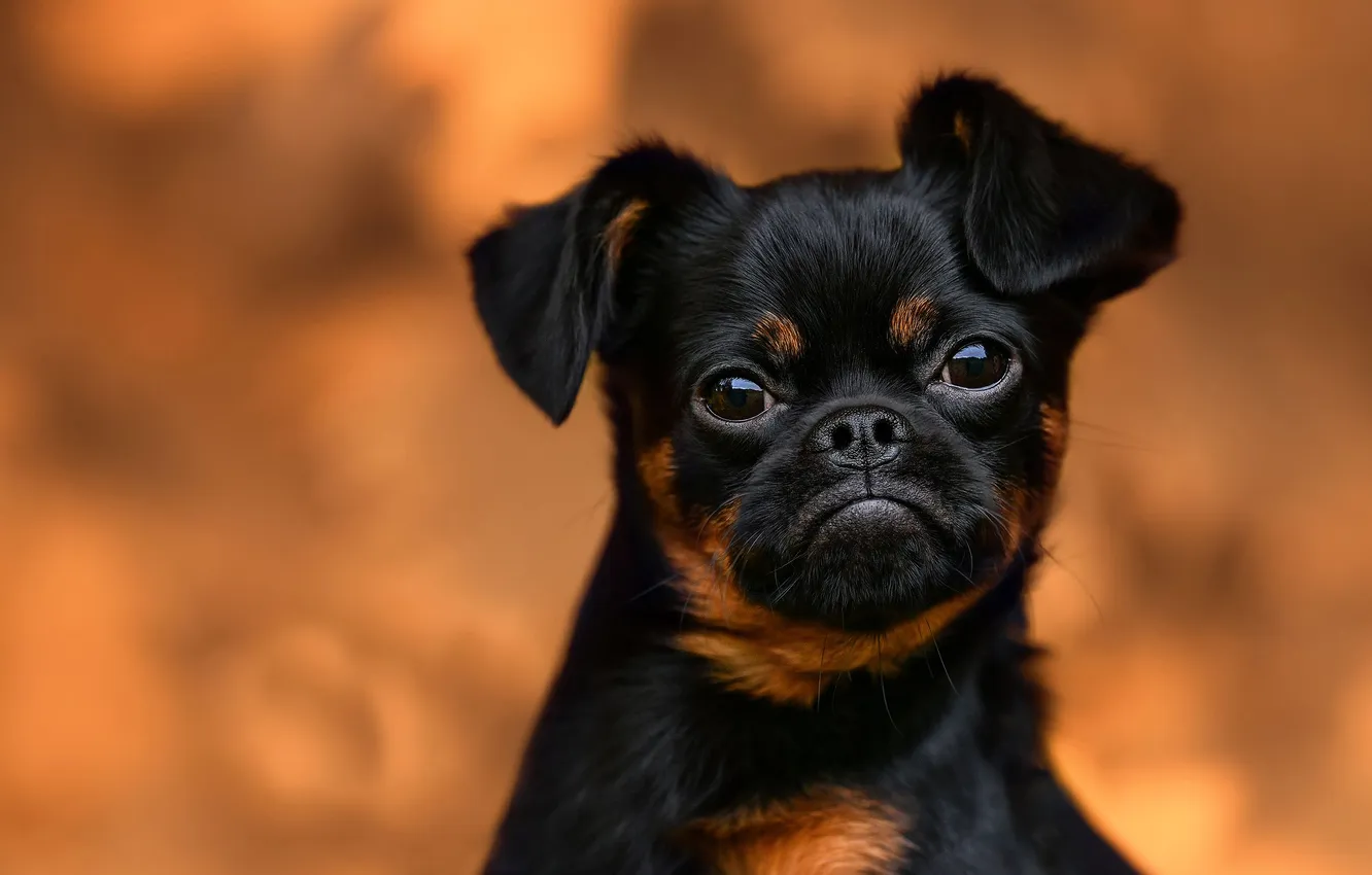 Photo wallpaper face, background, portrait, dog, Elena Solovyova, Petit Banbason