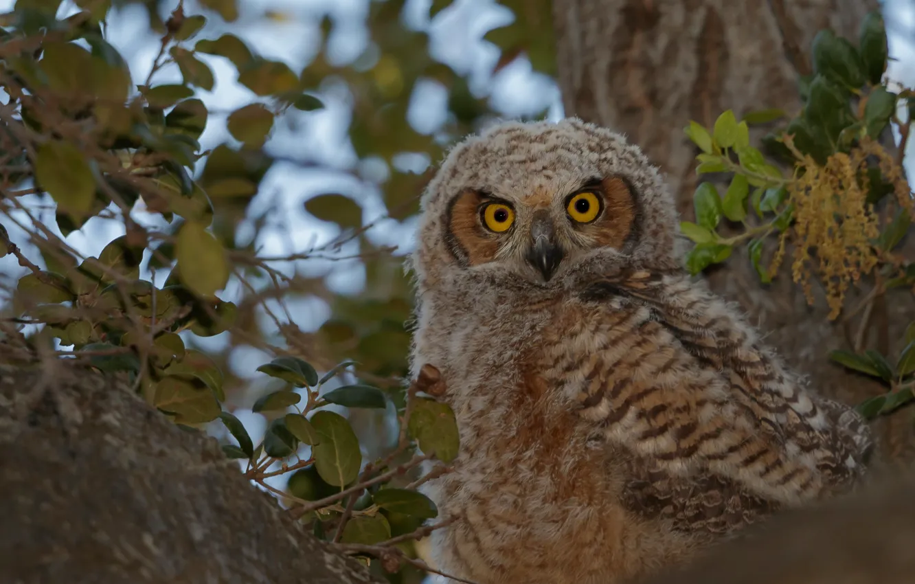 Photo wallpaper trees, owl, bird, Chicks, owl