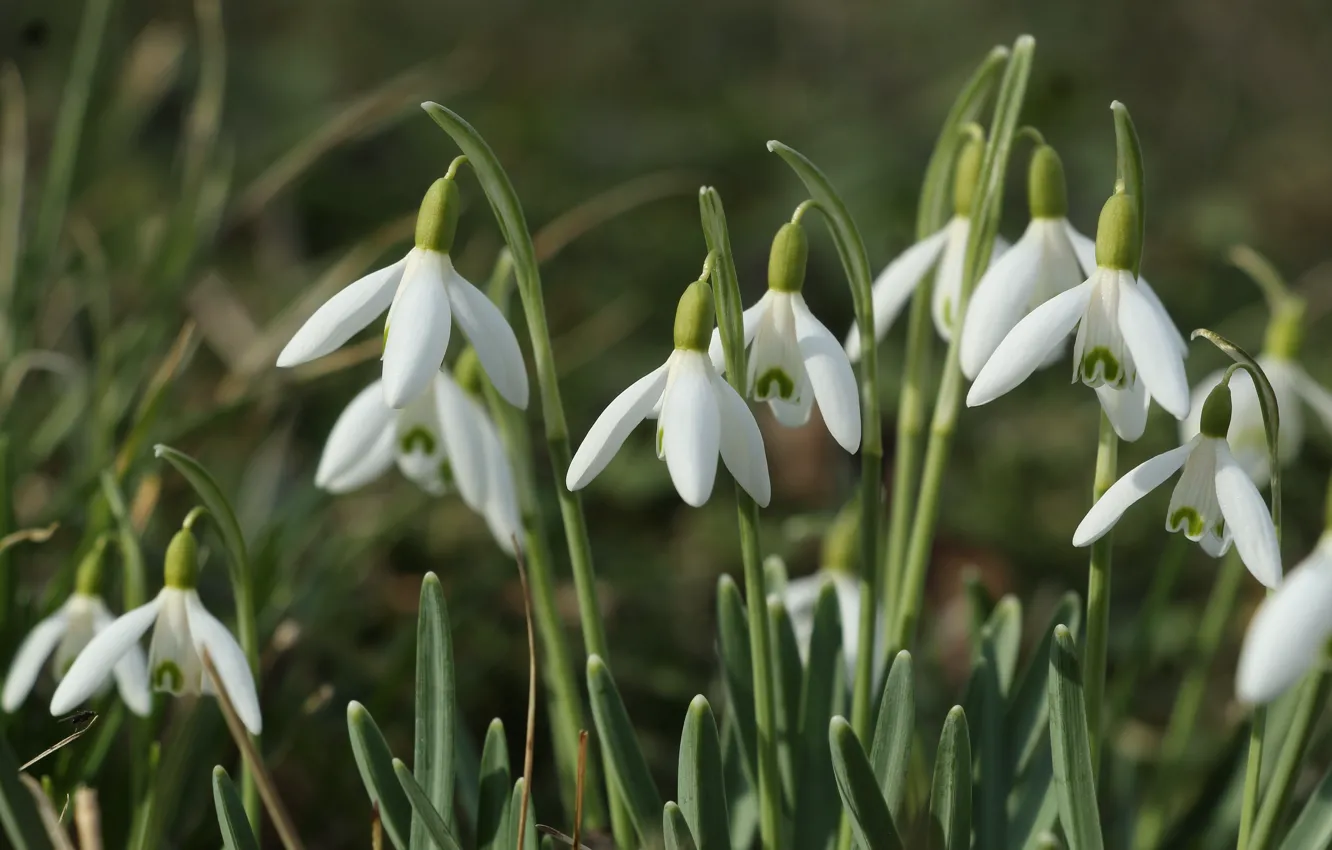 Photo wallpaper white, flower, Snowdrops