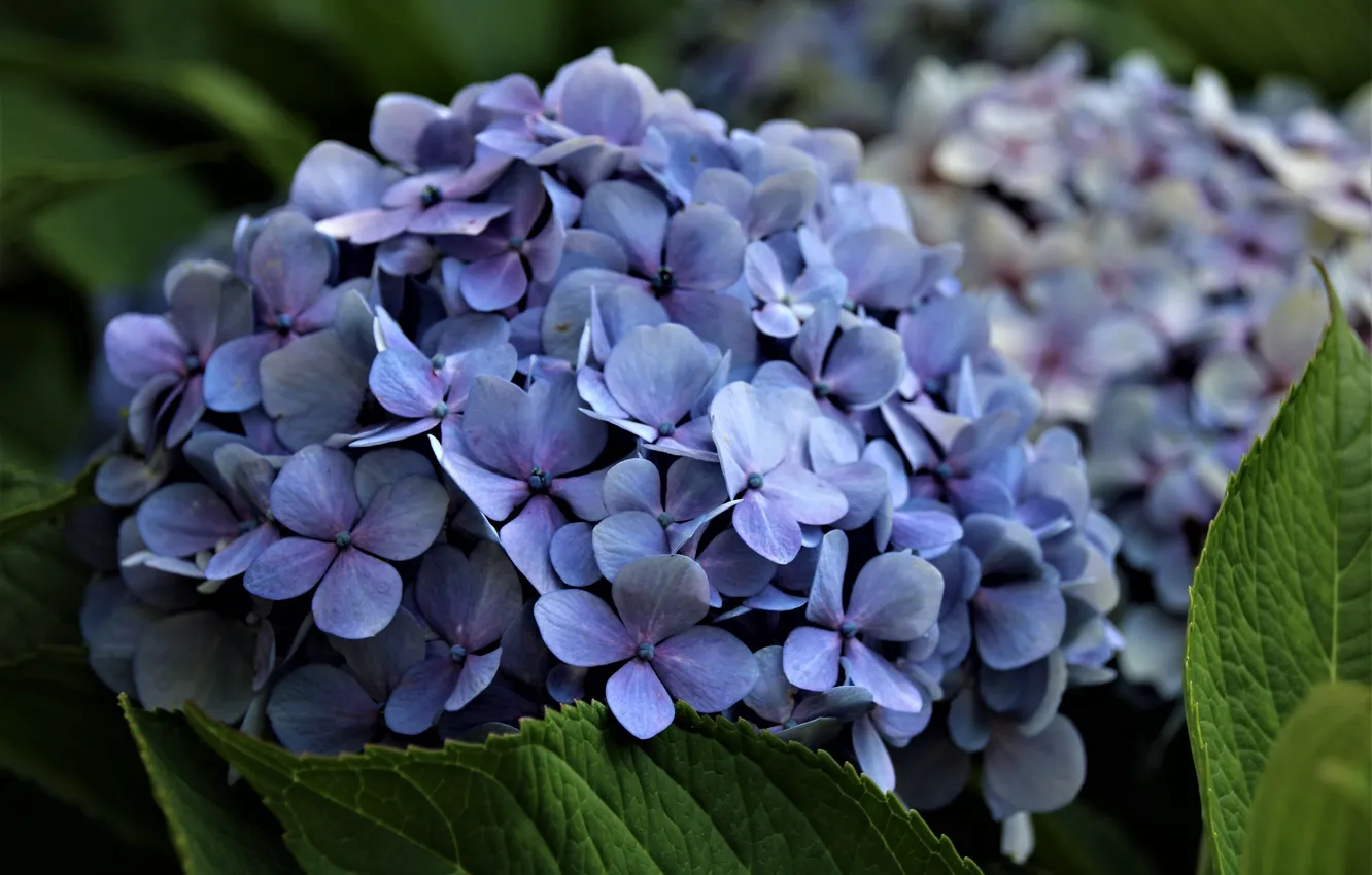 Photo wallpaper blue, flowering, hydrangea