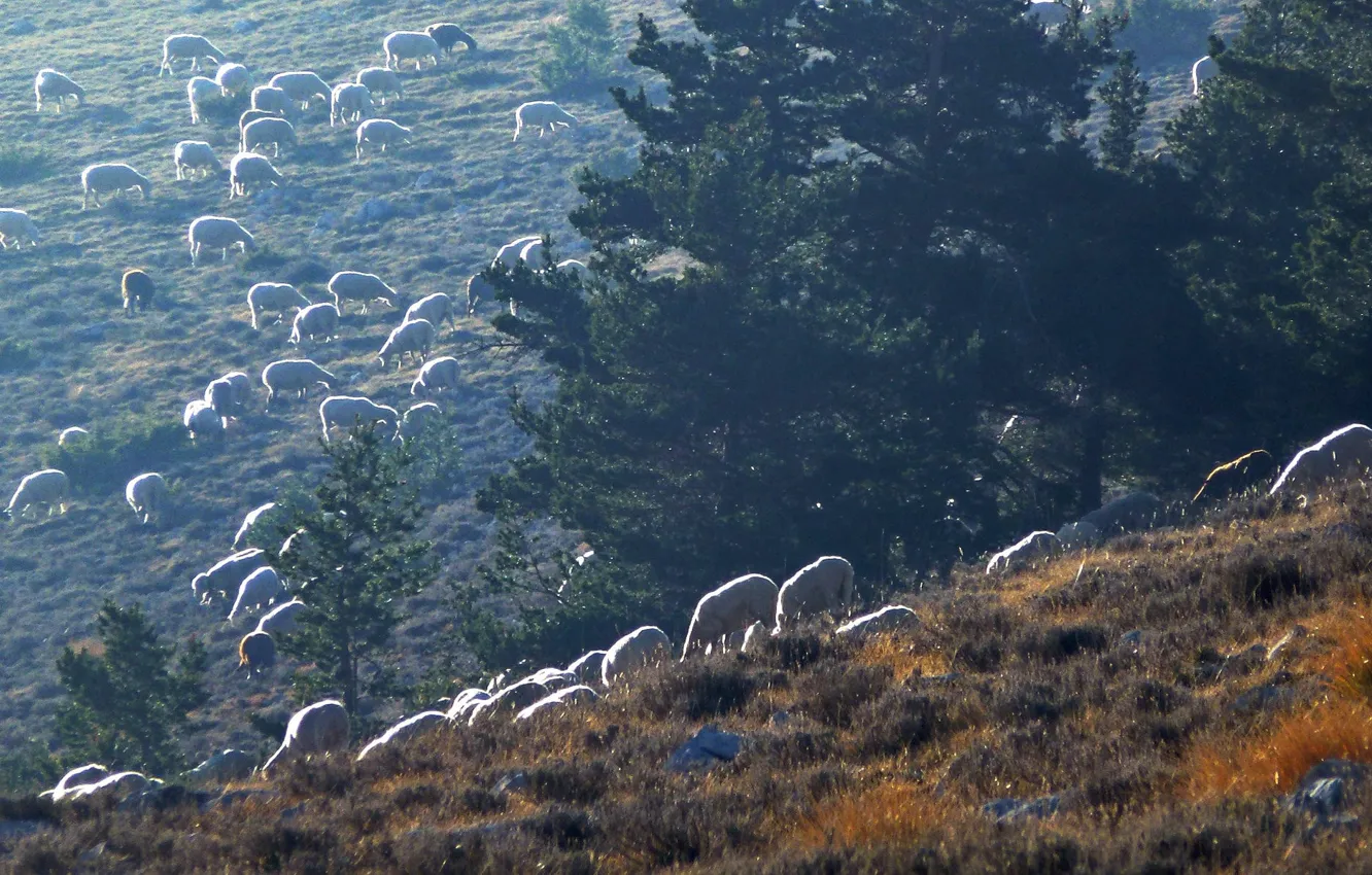 Photo wallpaper mountains, animal, sheep, slope