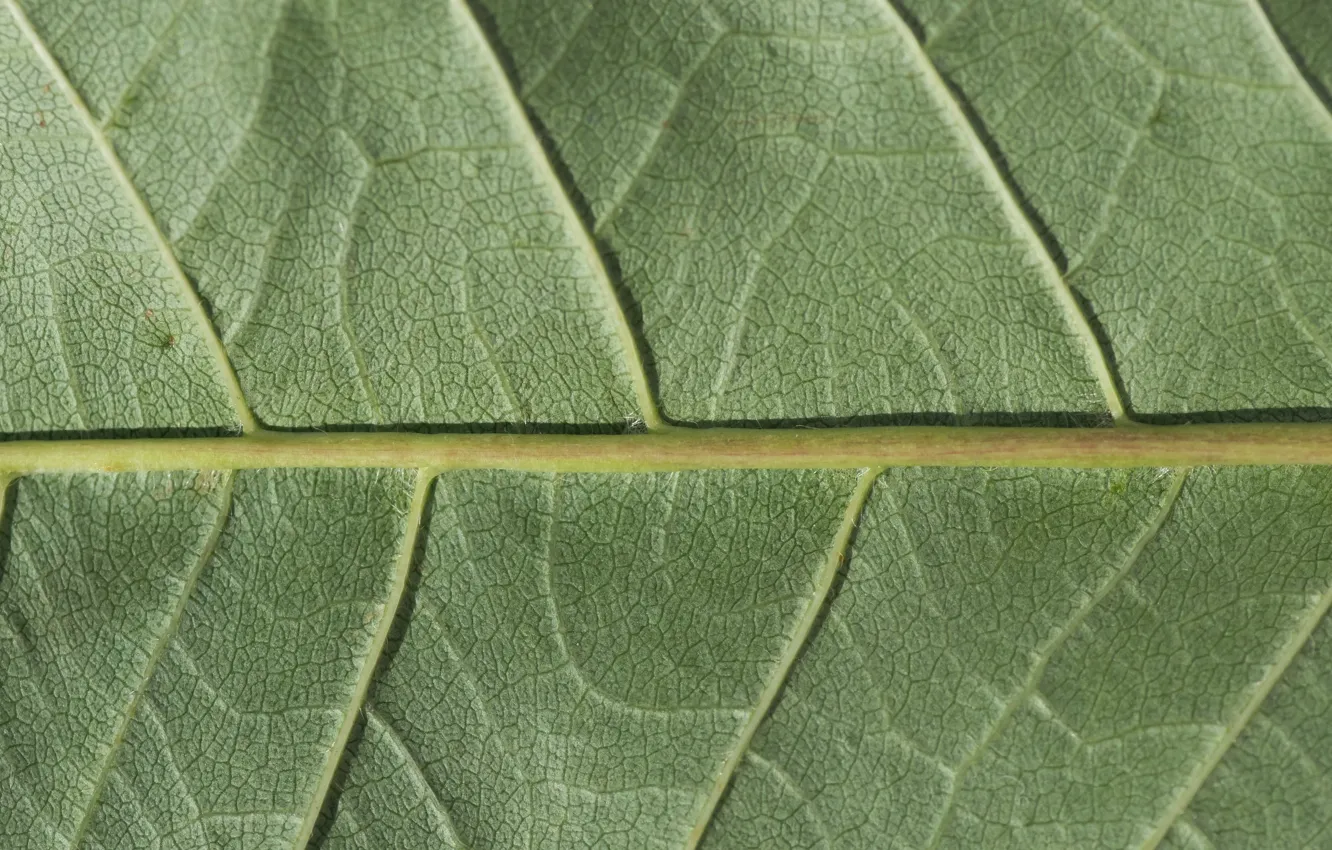 Photo wallpaper green, leaf, plant, chlorophyll