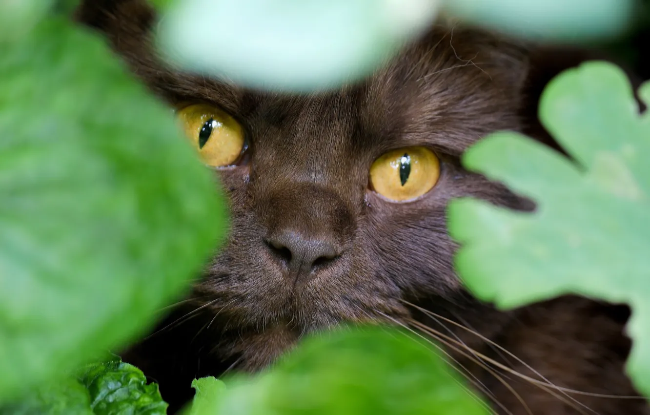 Photo wallpaper eyes, cat, look, leaves, muzzle, disguise