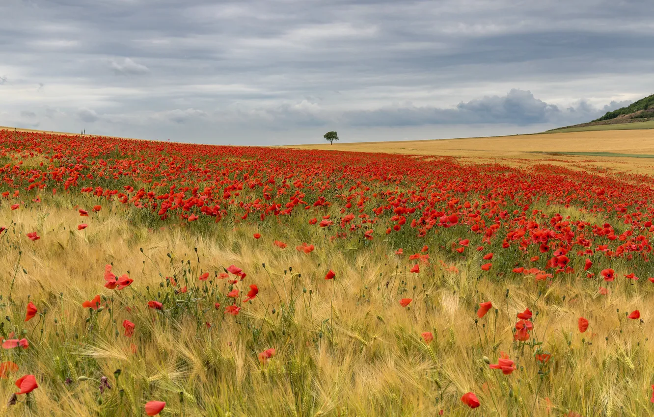 Photo wallpaper flowers, Maki, poppy field