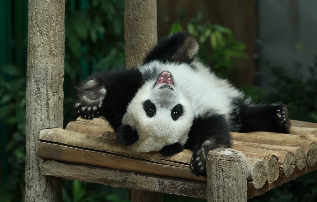 Photo wallpaper nature, pose, stay, paws, bear, mouth, Panda, bear