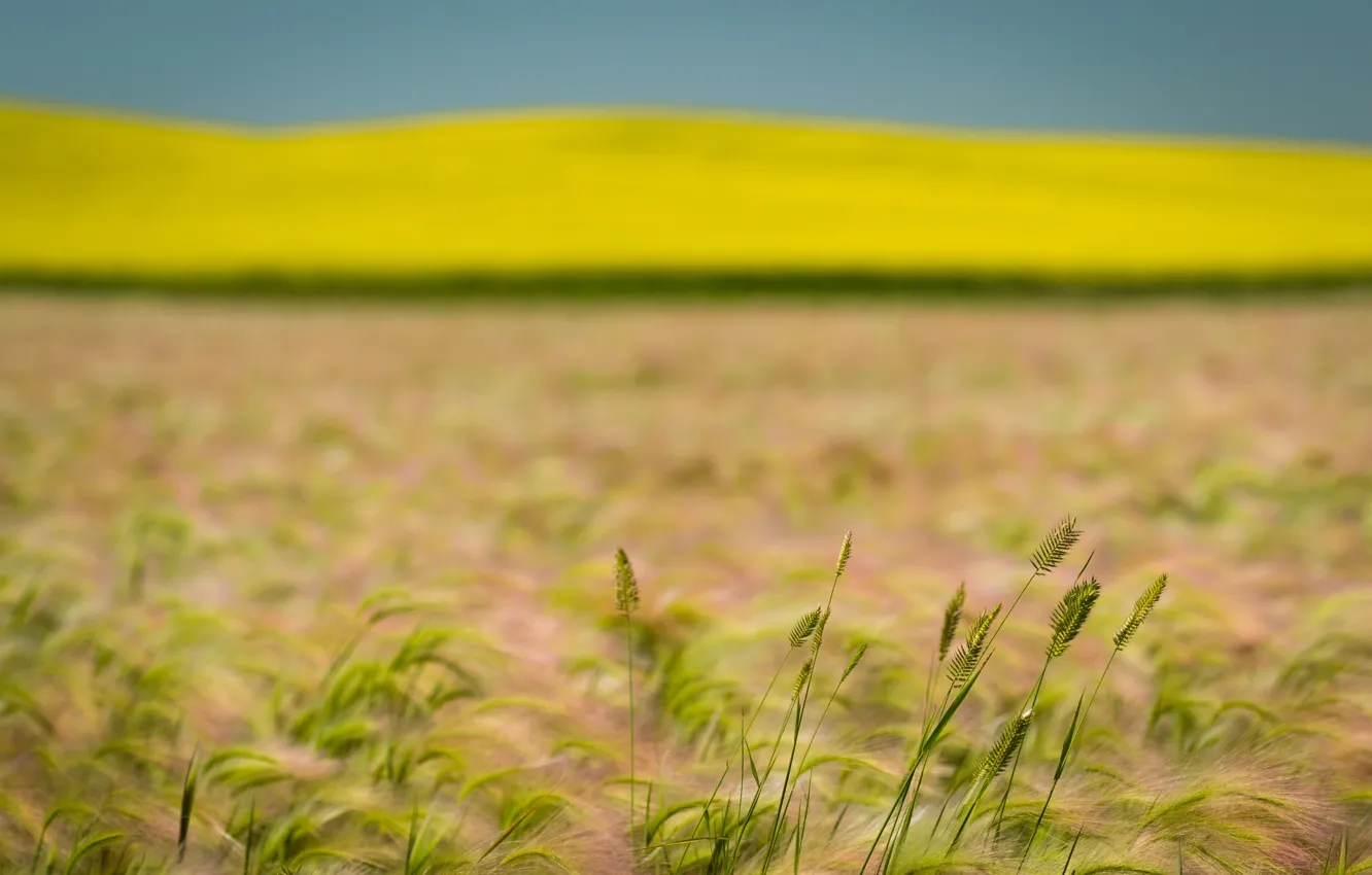 Photo wallpaper wheat, field, summer, rape