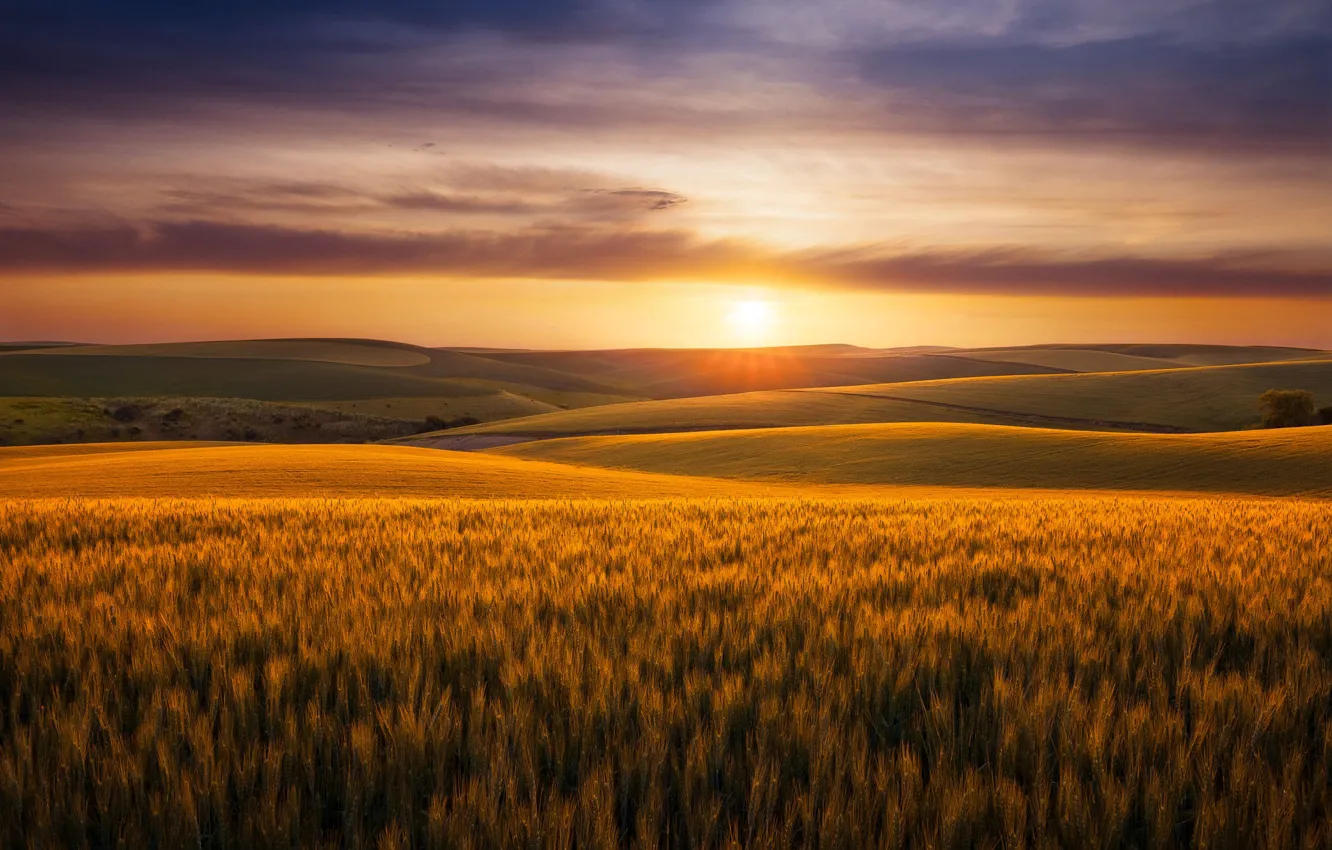 Photo wallpaper field, the sky, the sun, clouds, light, sunset, hills, rye