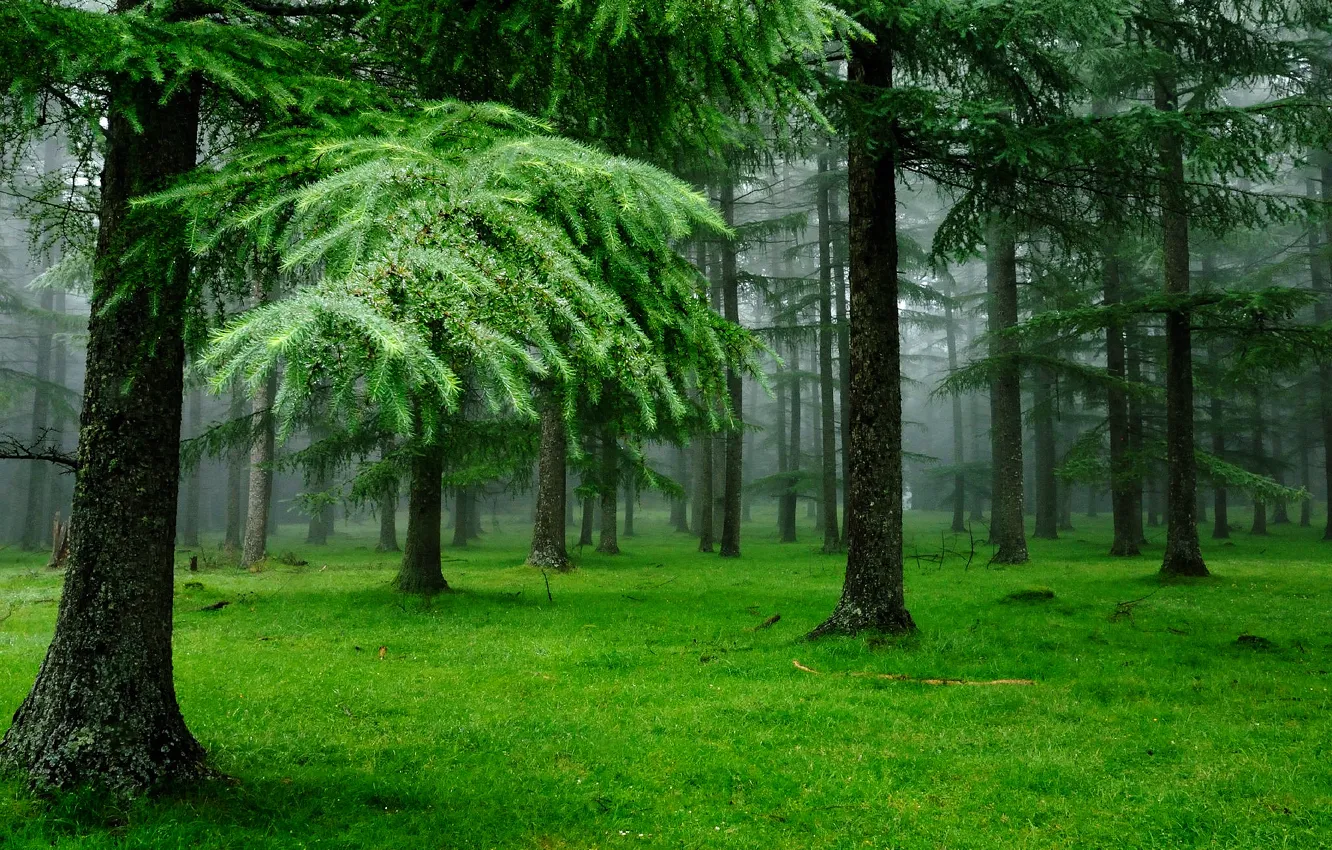 Photo wallpaper forest, grass, drops, nature, tree