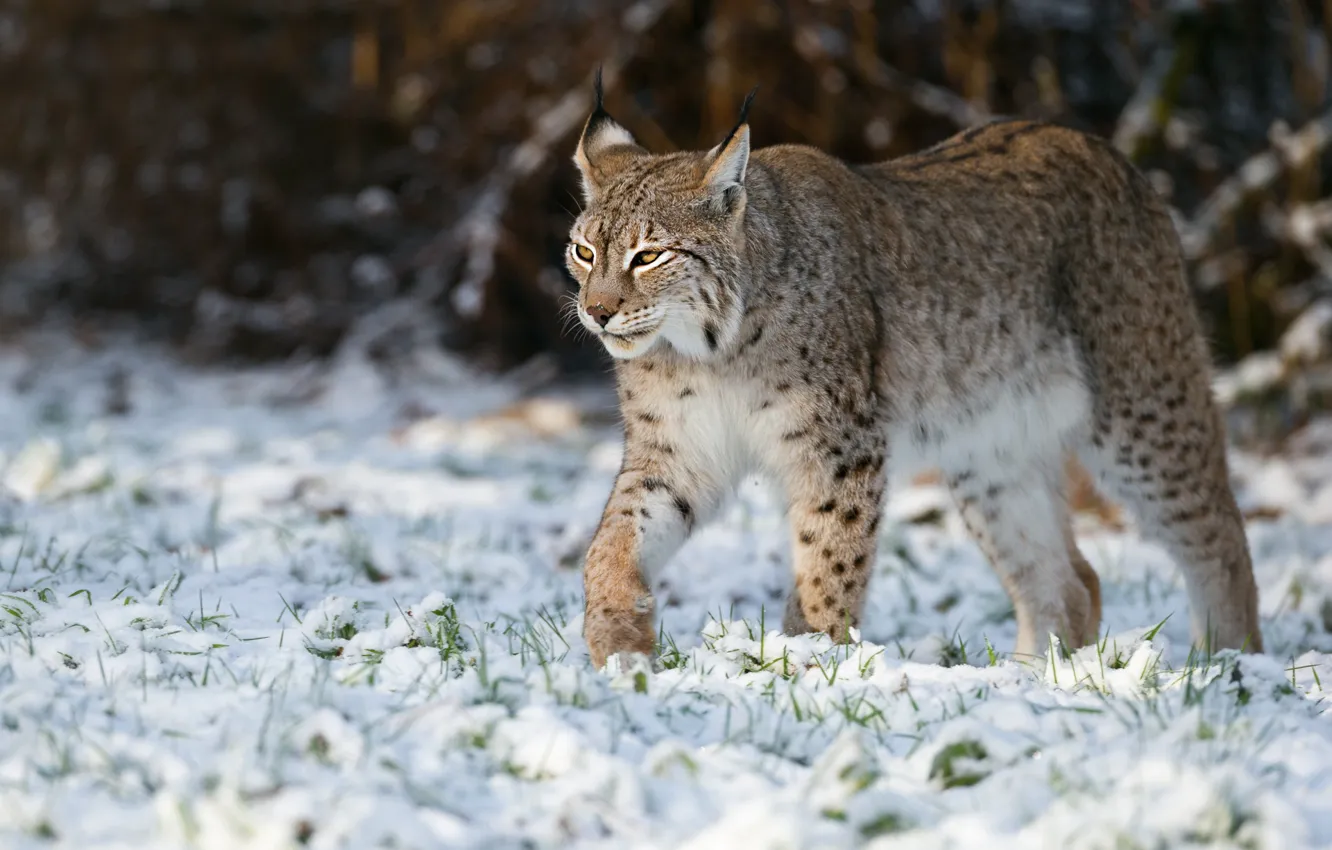 Photo wallpaper winter, snow, walk, lynx