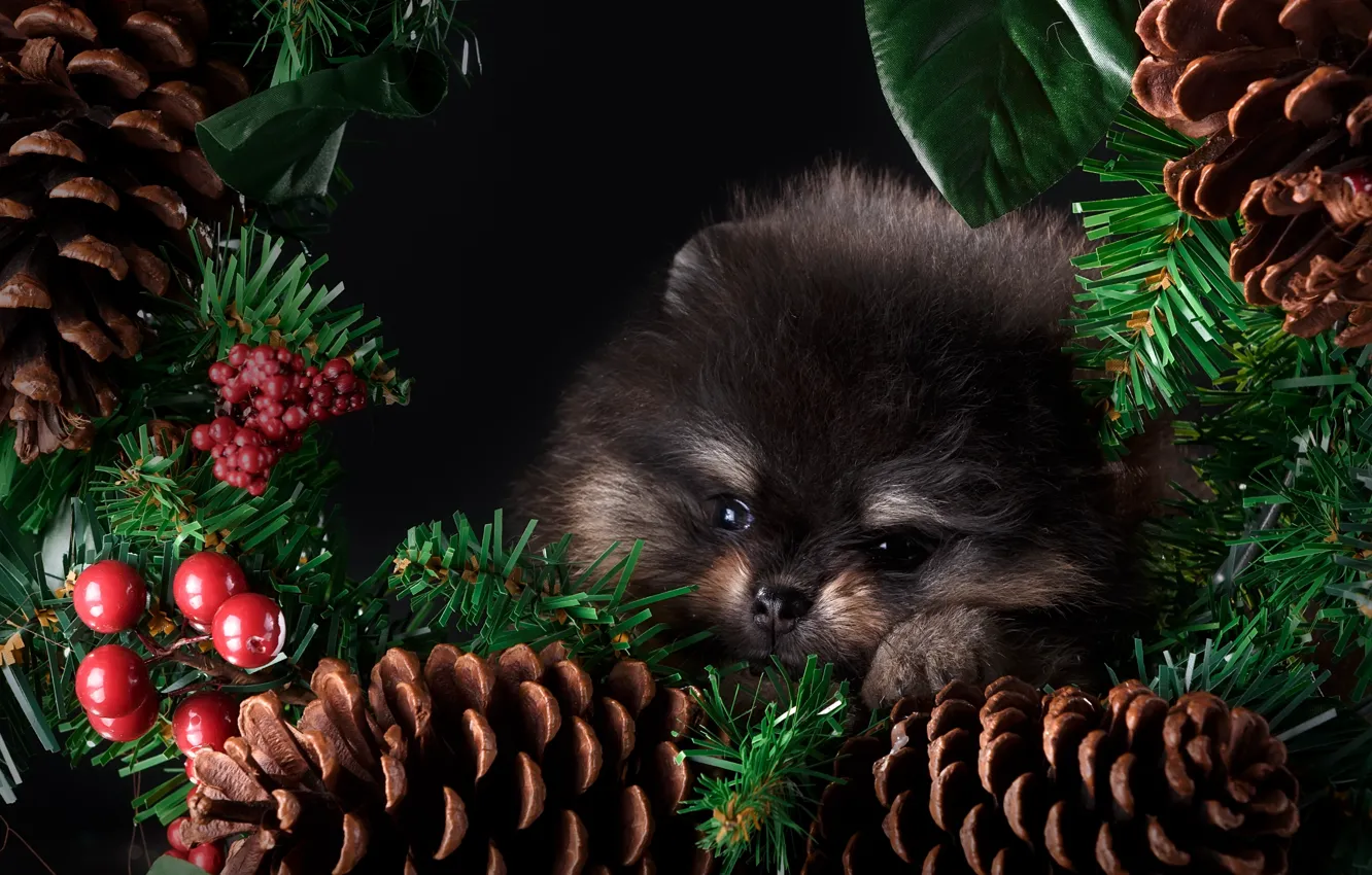 Photo wallpaper sweetheart, new year, puppy, bumps, decor, Spitz