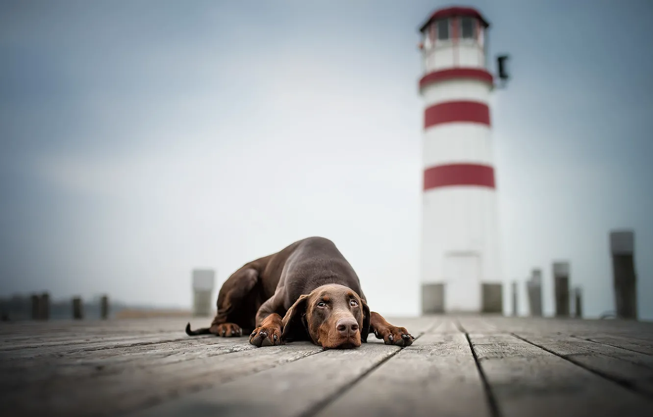 Photo wallpaper each, lighthouse, dog