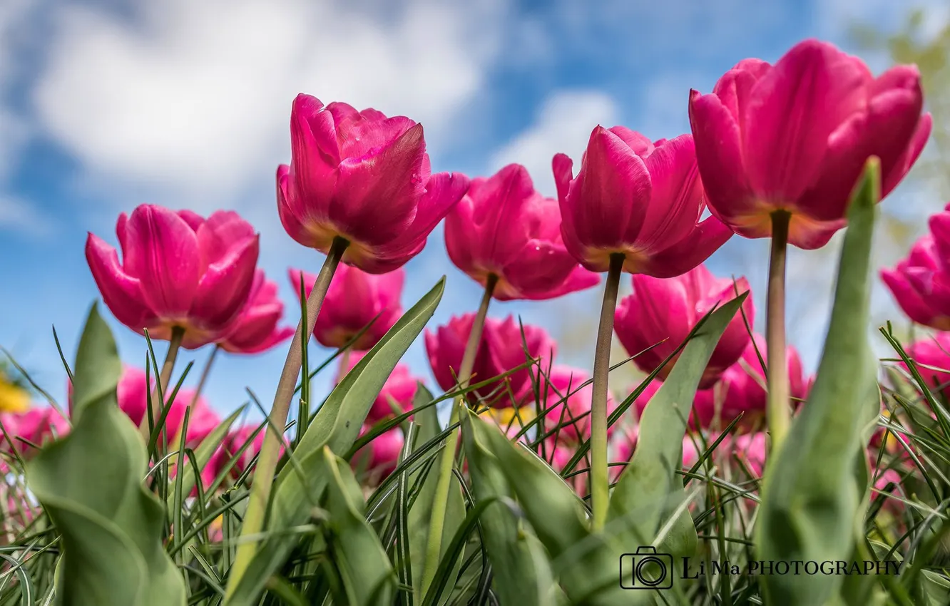 Photo wallpaper summer, the sky, Tulips