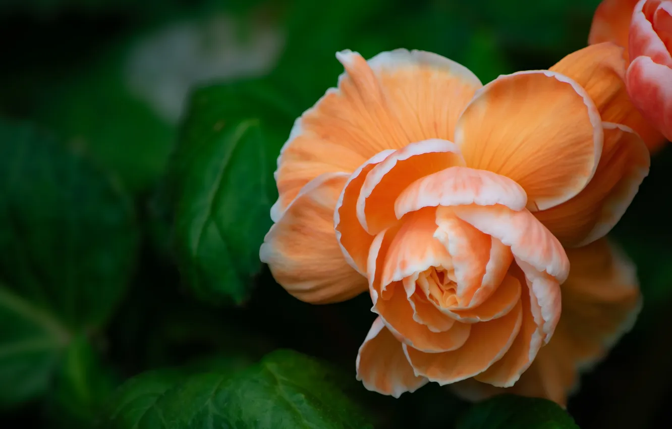 Photo wallpaper leaves, macro, flowers, orange, begonia, Terry