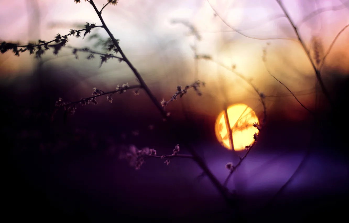 Photo wallpaper grass, the sun, macro, sunset, sprig, The evening, blur, Blik