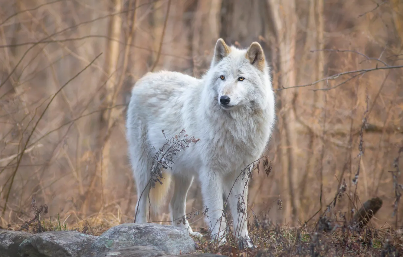 Photo wallpaper autumn, forest, white, look, face, branches, nature, stones