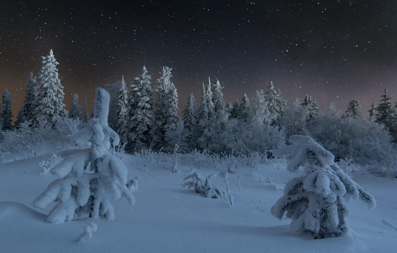 Photo wallpaper winter, frost, forest, the sky, stars, snow, trees, night