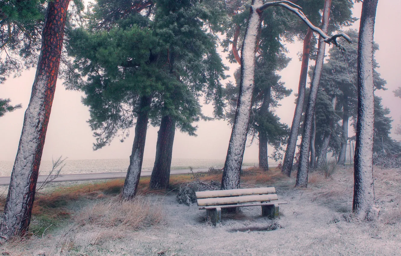 Photo wallpaper winter, snow, trees, bench, shore, shop, pond, pine