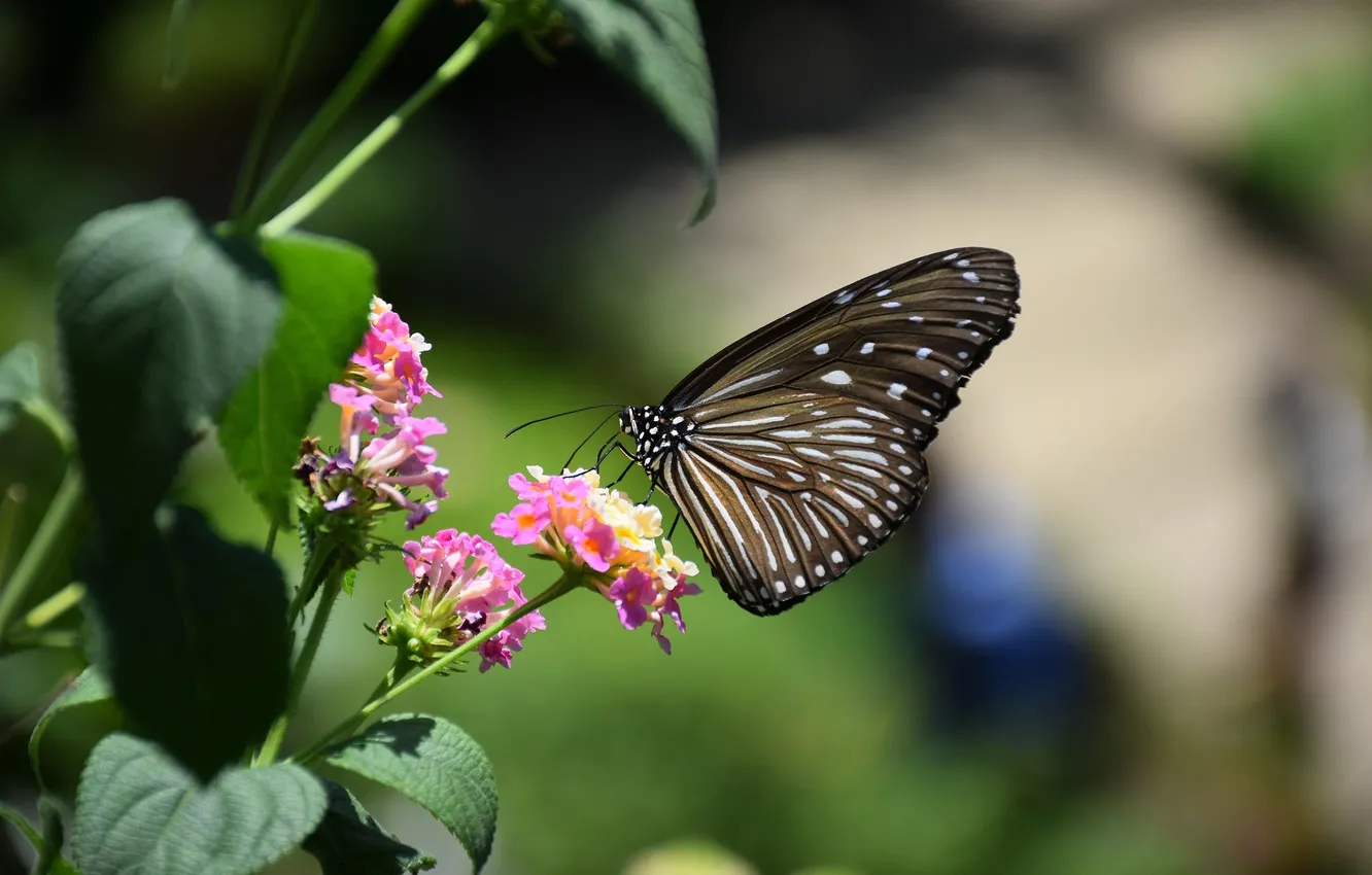 Photo wallpaper leaves, macro, wings, Butterfly, beautiful, flowers, closeup