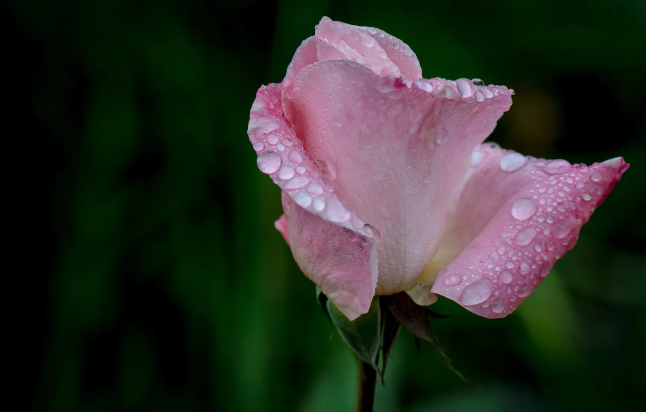Photo wallpaper flower, drops, pink, rose