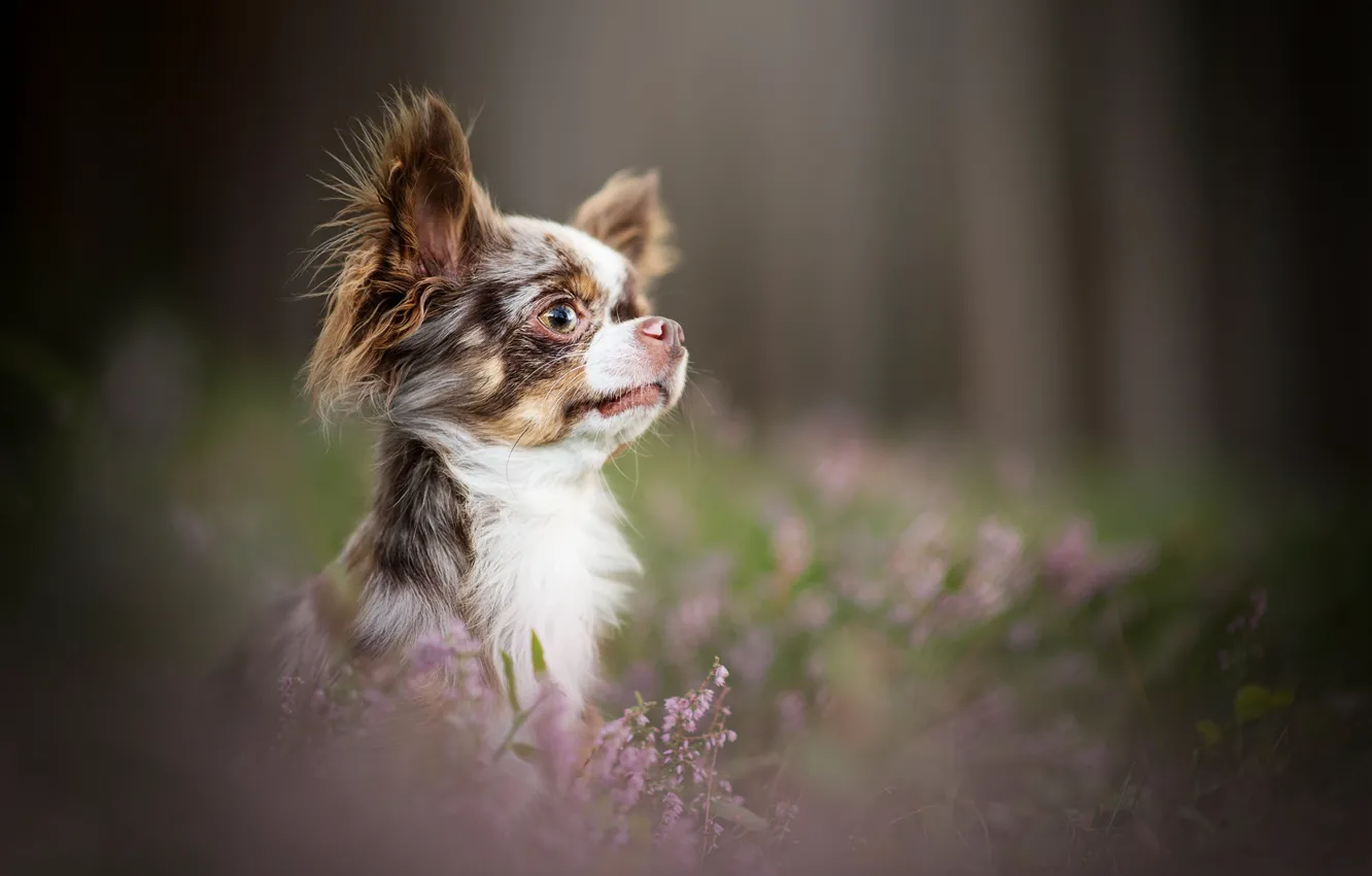 Photo wallpaper look, portrait, face, Chihuahua, bokeh, doggie, Heather, dog