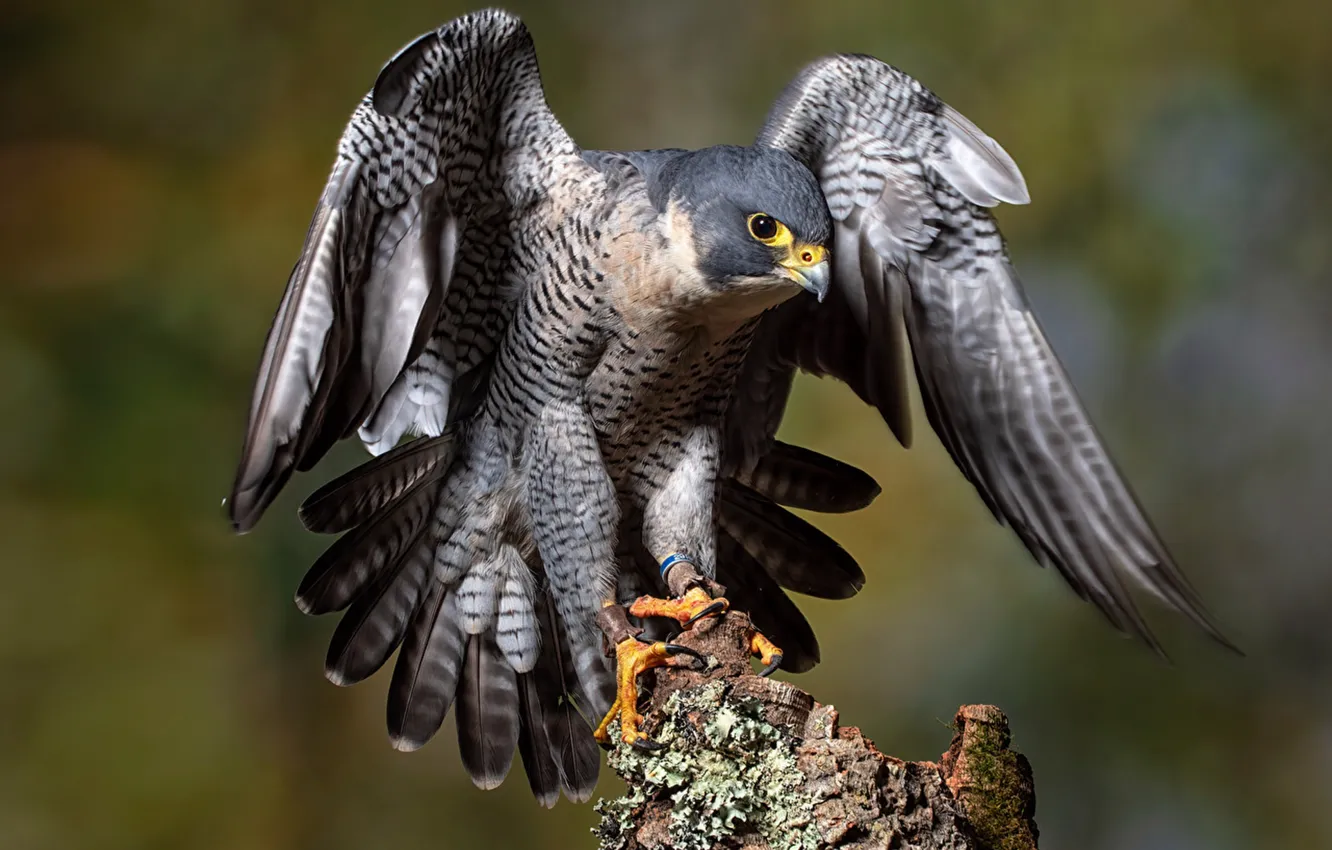 Photo wallpaper wings, birds, Falcon, peregrine_falcon