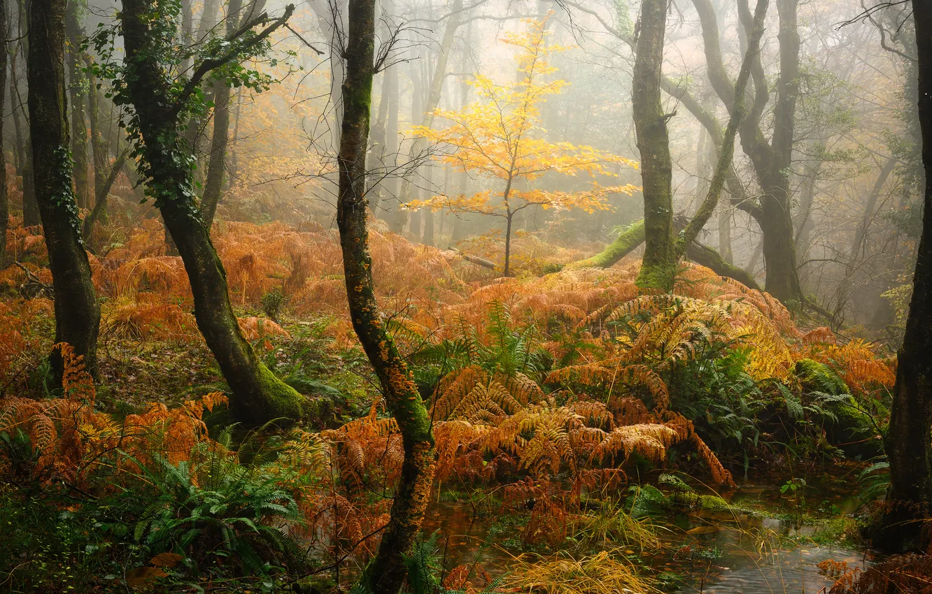 Photo wallpaper nature, foggy, AUTUMN FOREST, fall, Aesthetic, Thick forest