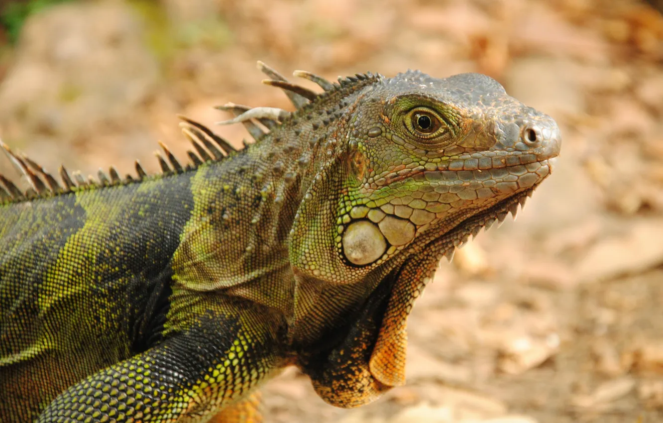 Photo wallpaper lizard, closeup, common iguana