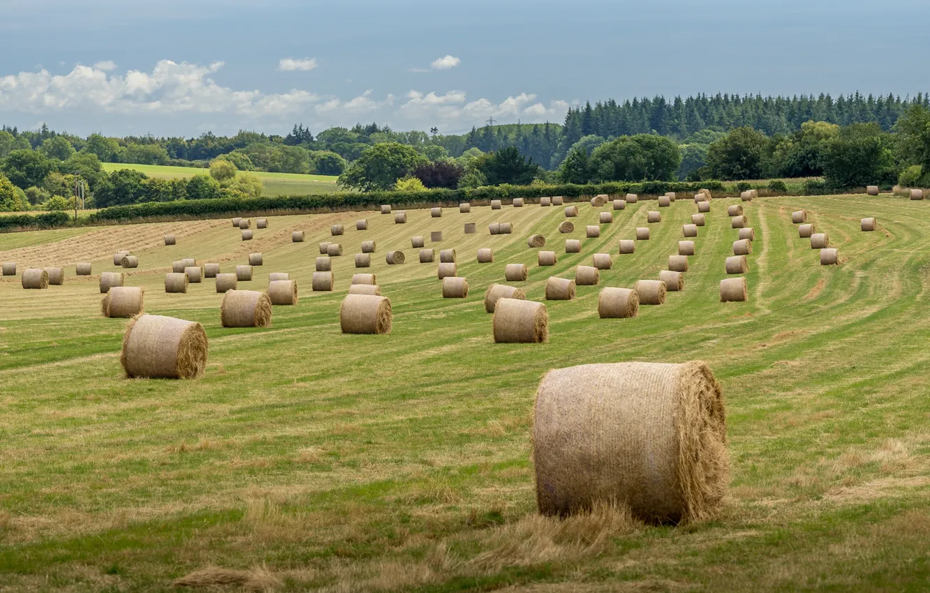 Photo wallpaper field, hay, bales, straw, a lot, Kip