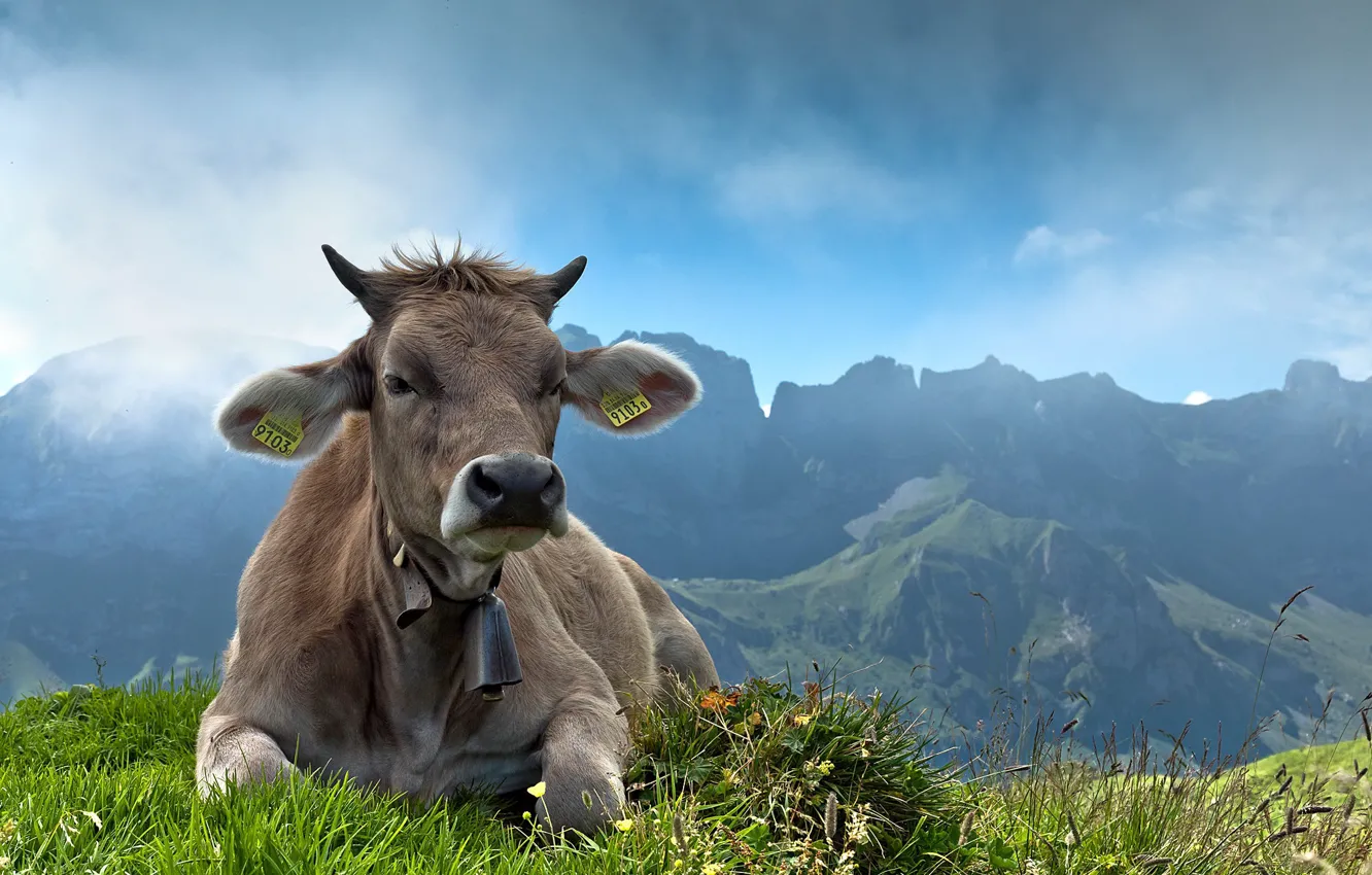Photo wallpaper mountains, cows, cattle