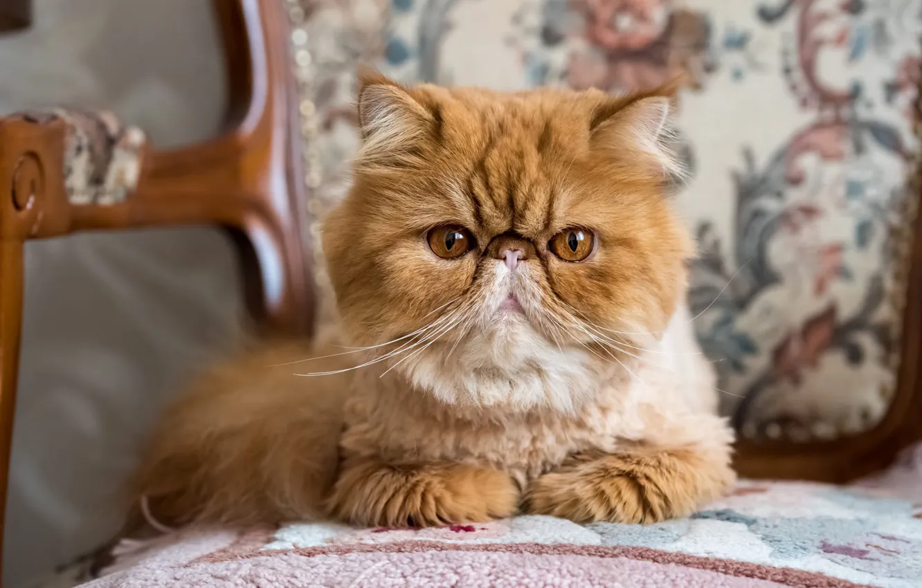 Photo wallpaper cat, cat, look, pose, haircut, chair, lies, red