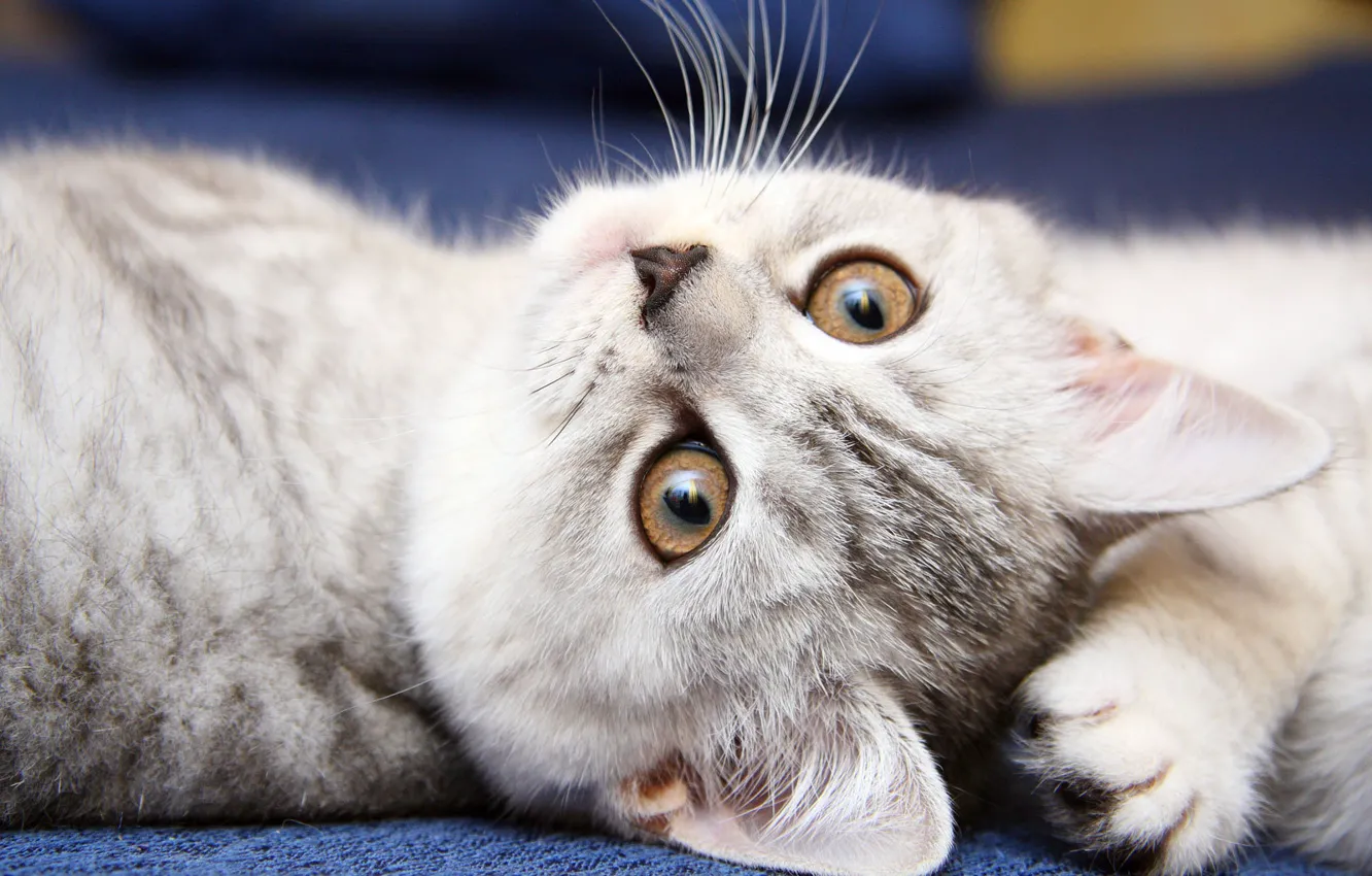 Photo wallpaper cat, cat, kitty