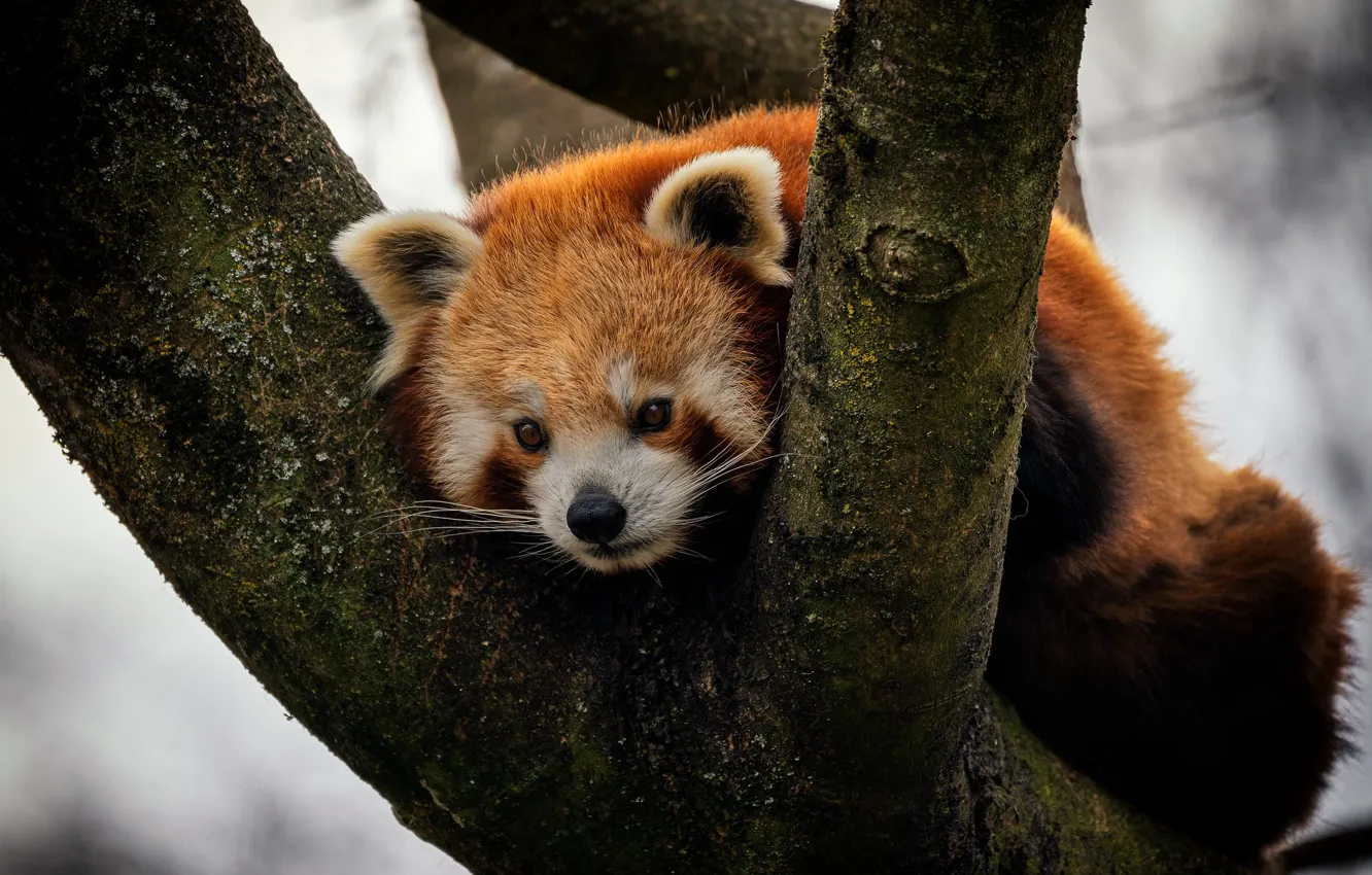 Photo wallpaper trees, red Panda, face, red Panda
