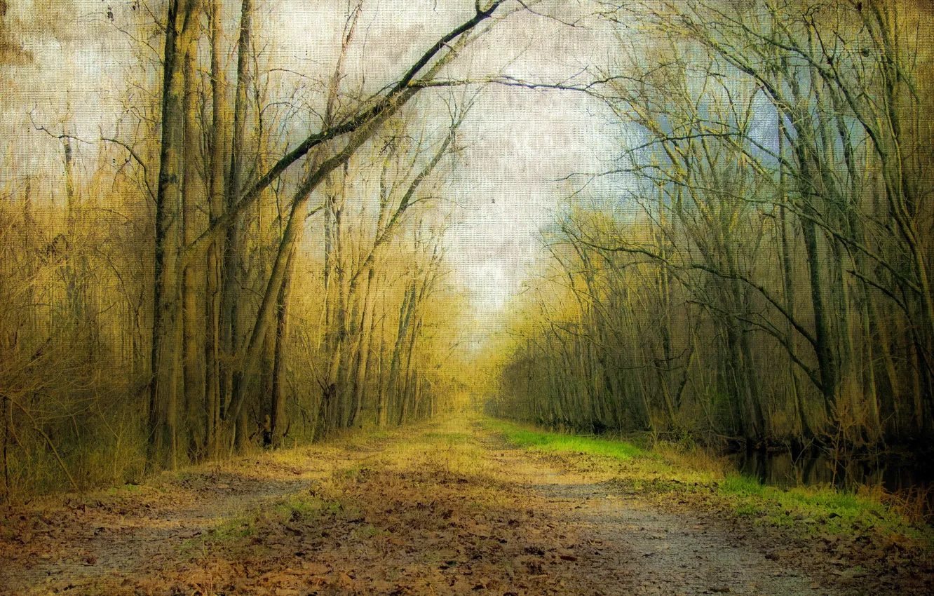 Photo wallpaper road, forest, nature, style
