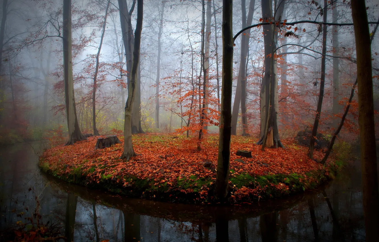 Photo wallpaper autumn, forest, nature, river