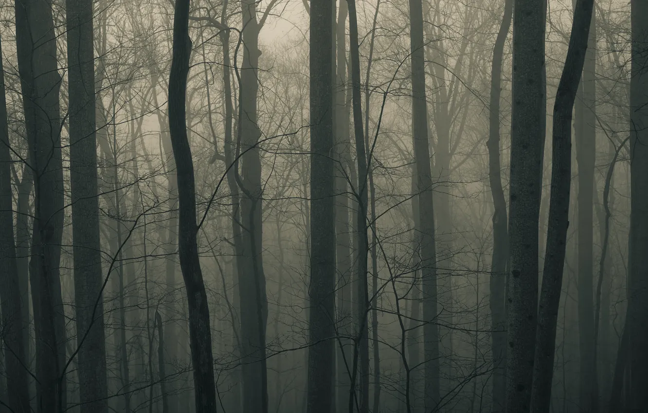 Photo wallpaper forest, trees, fog