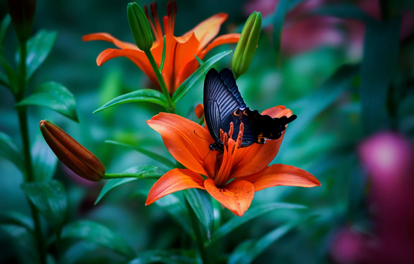 Photo wallpaper macro, butterfly, Lily, buds