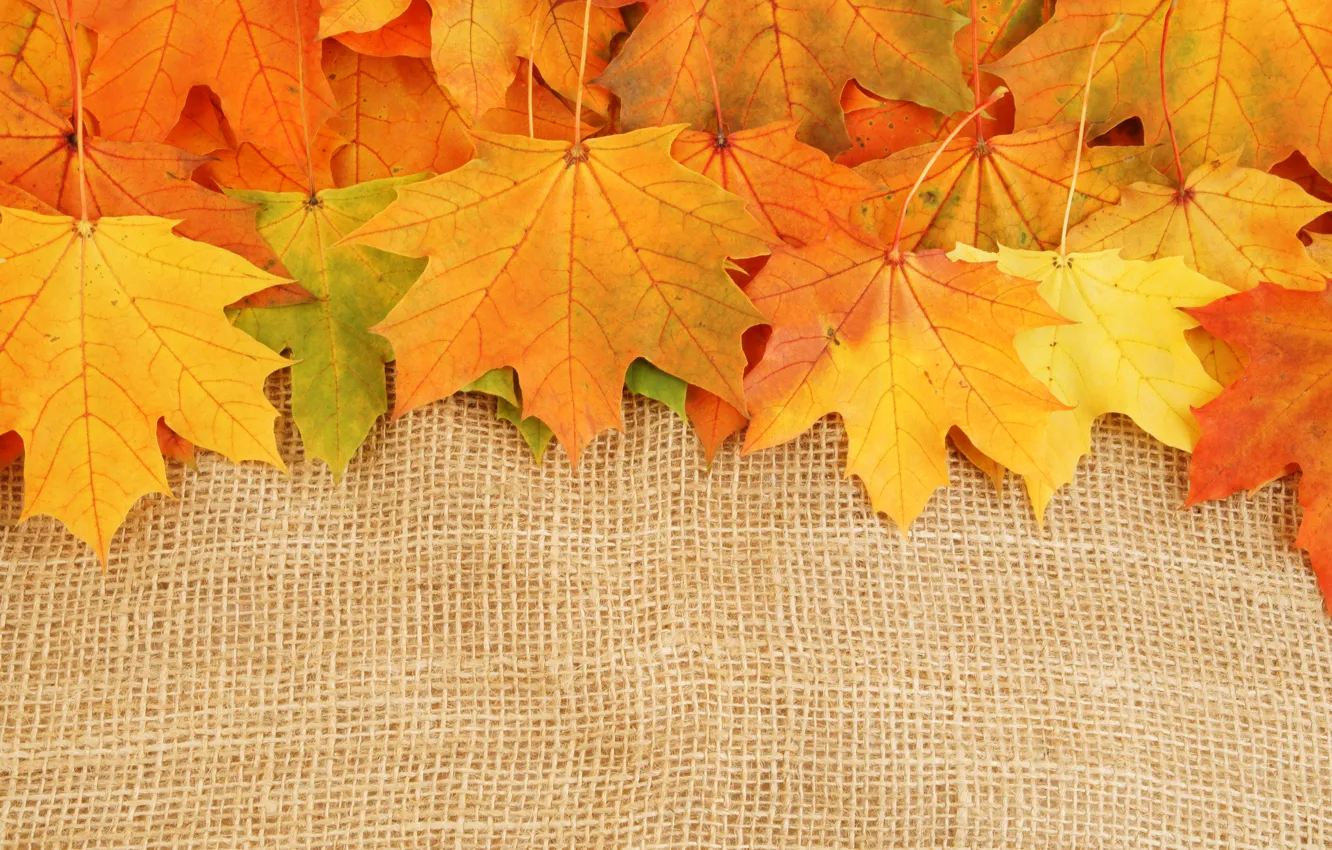 Photo wallpaper autumn, leaves, bright colors, wilting