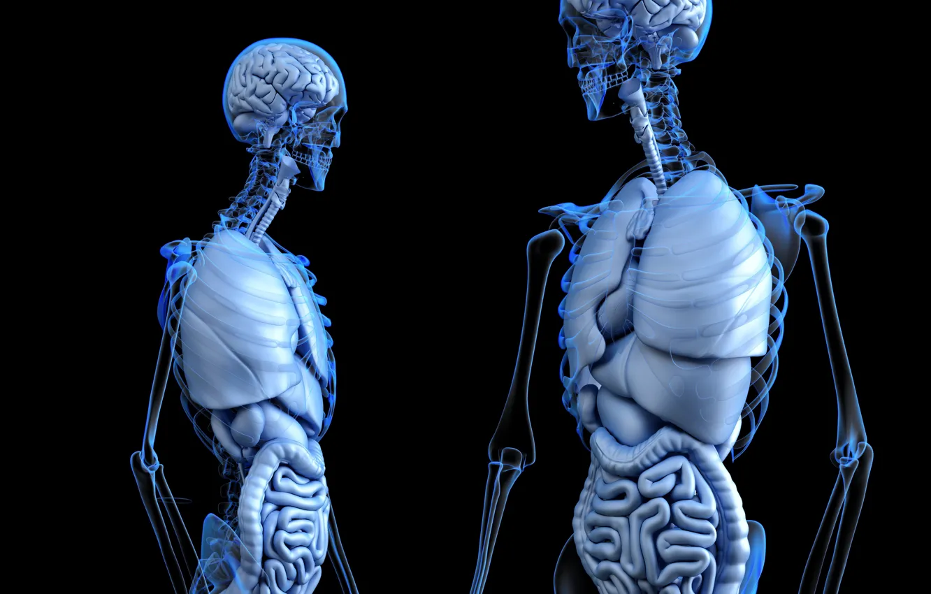 Photo wallpaper people, skeleton, anatomy, body