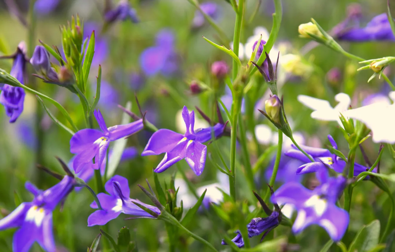 Photo wallpaper summer, flowers, widescreen, lilac, grass greens, Lobelia