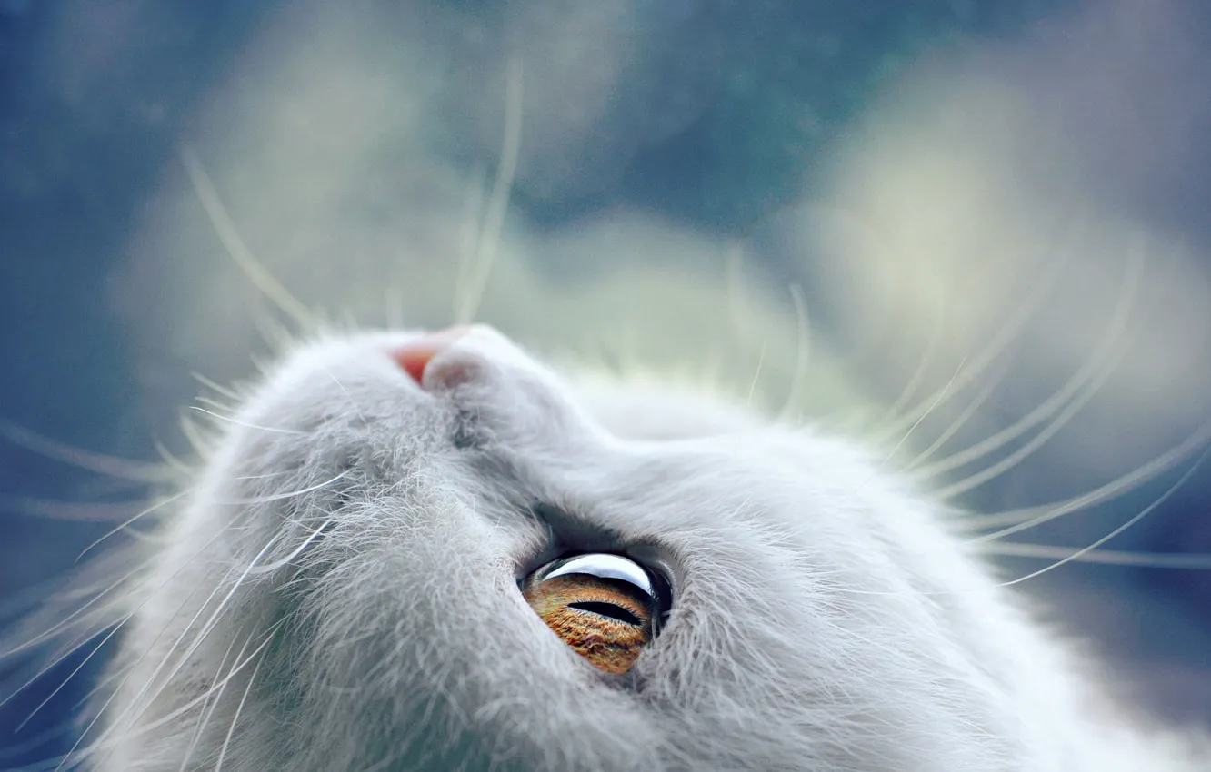 Photo wallpaper cat, mustache, face, eyes, wool, white, Silica Pashova