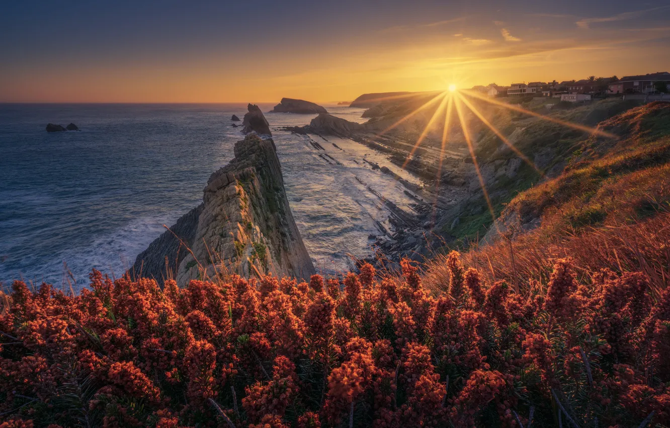 Photo wallpaper sea, the sun, flowers, rocks, shore