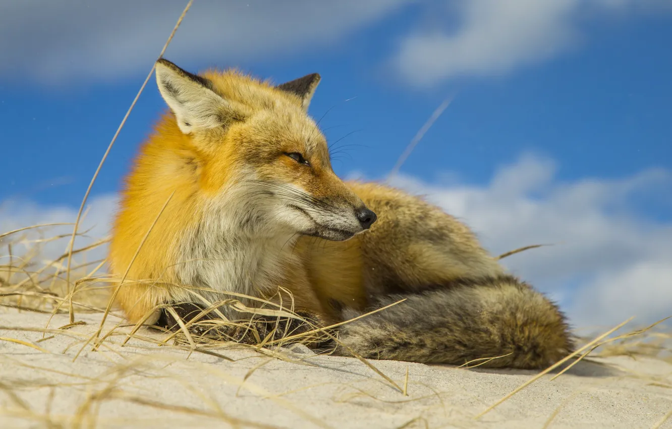 Photo wallpaper the sky, nature, Fox