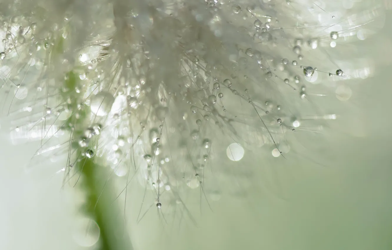 Photo wallpaper drops, macro, dandelion