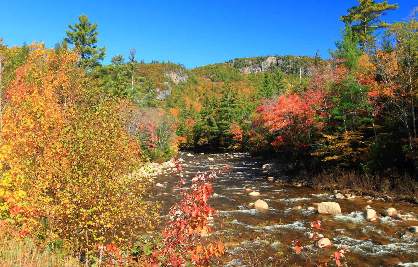 Photo wallpaper Autumn, Forest, Stones, Fall, River, Autumn, Colors, River