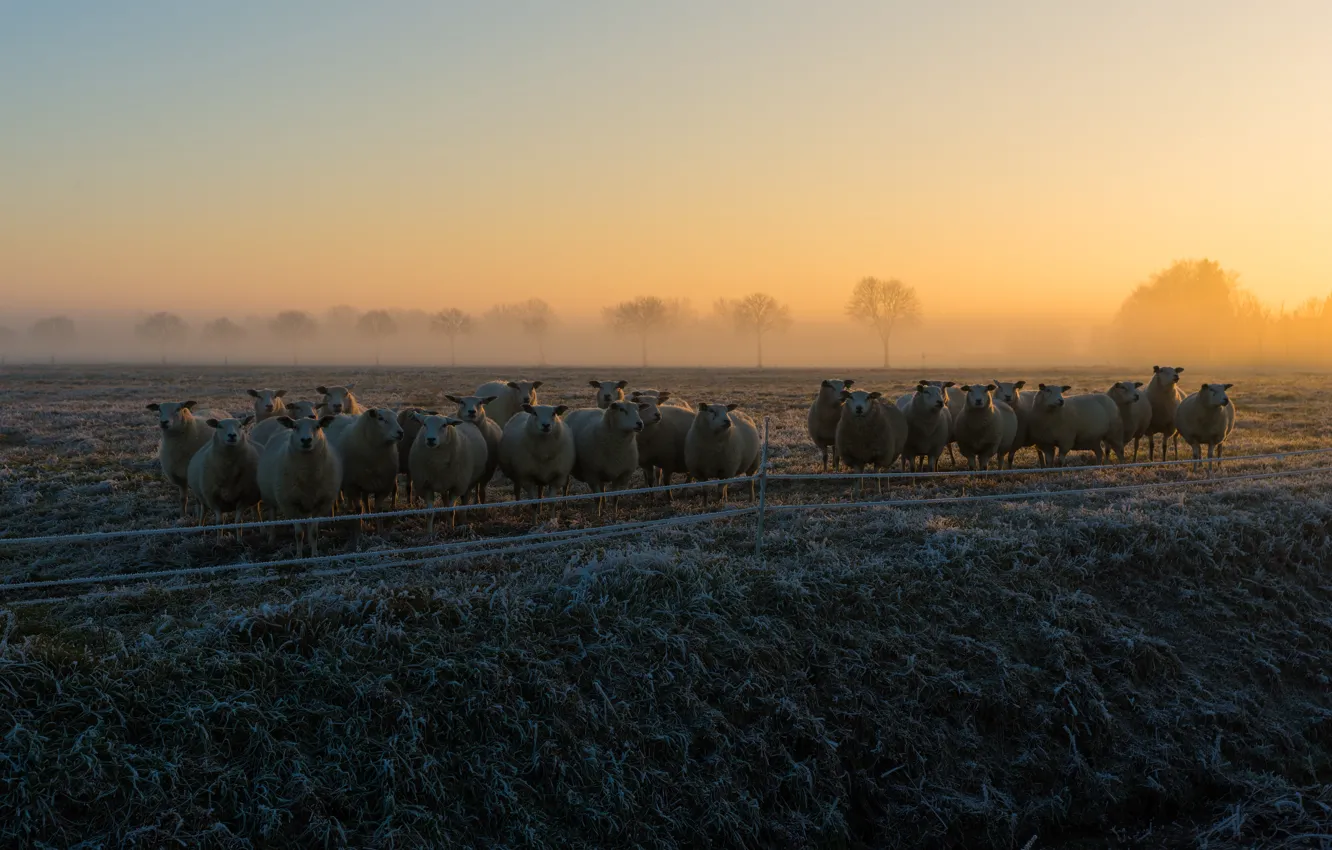 Photo wallpaper frost, field, the sky, grass, trees, fog, dawn, sheep