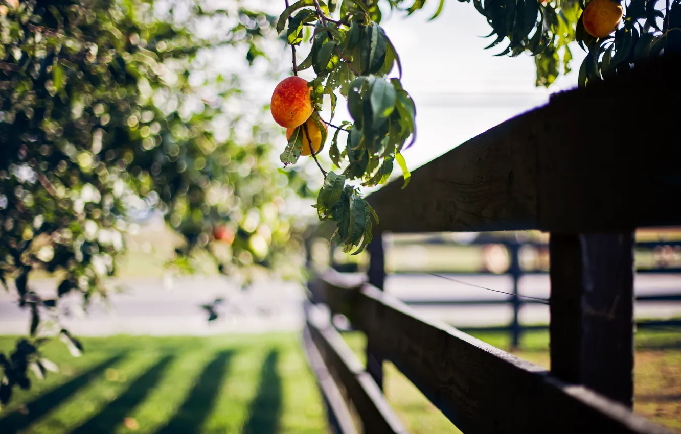 Photo wallpaper summer, the fence, peach
